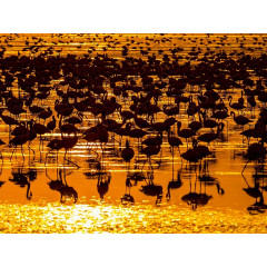 CALVENDO Puzzle CALVENDO Puzzle Flamingos Пазл CALVENDO Пазл фламинго