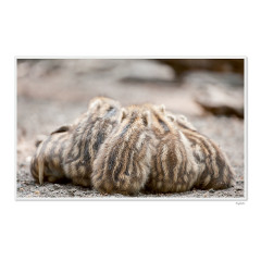 CALVENDO Puzzle CALVENDO Puzzle Emotional Moment: Die Eber. UK-Version Пазл CALVENDO Пазл Эмоциональный момент: Кабаны. версия для Великобритании