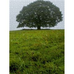 CALVENDO Puzzle CALVENDO Puzzle November: Nebel ziehen uber die Eiche. Der Winter naht. Пазл CALVENDO Пазл Ноябрь: Над дубом стелется туман. Зима приближается.