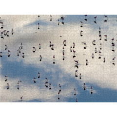 CALVENDO Puzzle CALVENDO Puzzle Flamingos Пазл CALVENDO Пазл фламинго