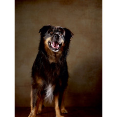 CALVENDO Puzzle CALVENDO Puzzle Hobbit Пазл CALVENDO Пазл Хоббит