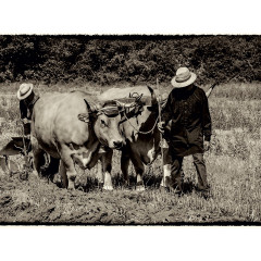 CALVENDO Puzzle CALVENDO Puzzle Harvest Пазл CALVENDO Пазл Урожай