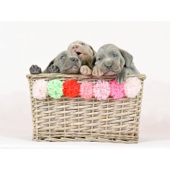 CALVENDO Puzzle CALVENDO Puzzle Kleine Entdecker Пазл CALVENDO Puzzle Маленькие исследователи