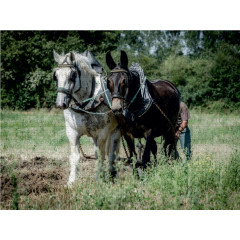 CALVENDO Puzzle CALVENDO Puzzle Feldarbeit mit einem Pferd und einem Esel Пазл CALVENDO Puzzle Полевые работы с лошадью и ослом